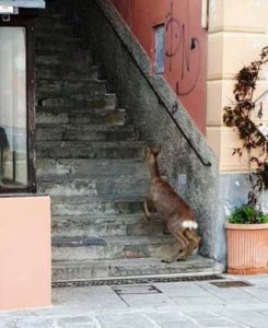 Cinque Terre Animals Deer